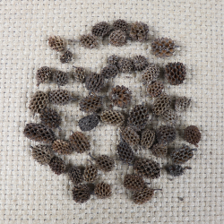 Casuarina denneappeltjes